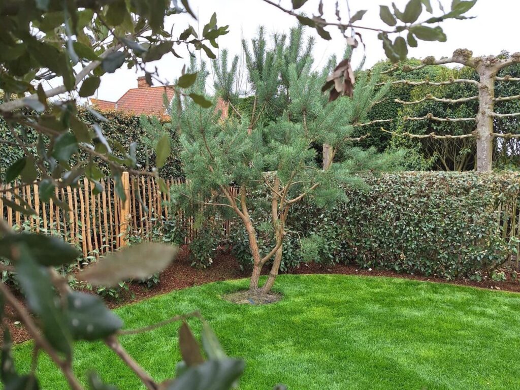 Tuinrenovatie: natuurlijke tuin laten aanleggen door Tuinen Cottyn.